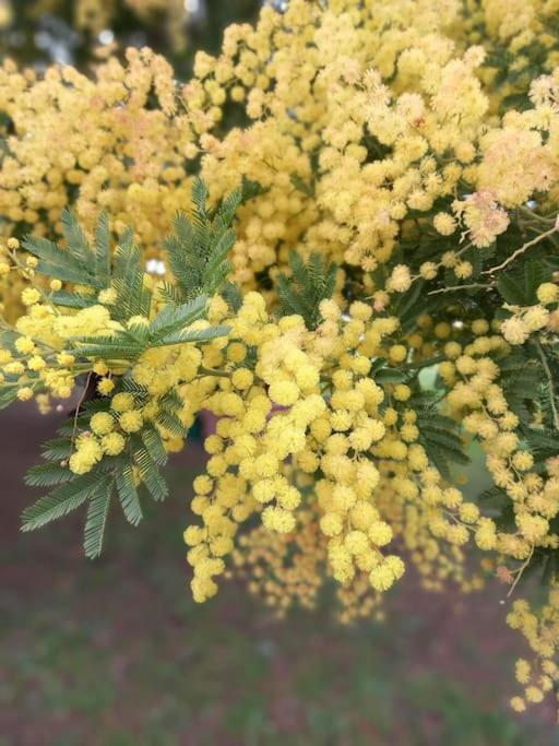 فيلا La Casina Di Campagna Tra Cecina E Bibbona المظهر الخارجي الصورة